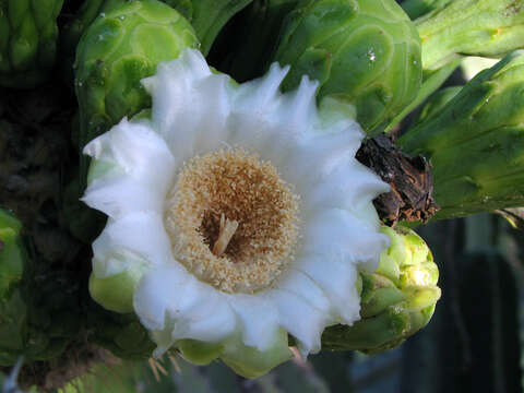 Image of saguaro