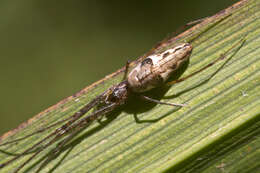 Image of Tetragnatha