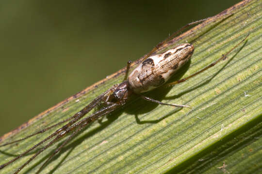 Image of Tetragnatha