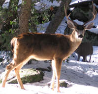 Image of mule deer and white-tailed deer