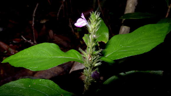 Image of Justicia ilhensis (Moric. ex Nees) A. L. A. Côrtes