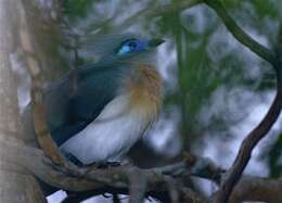 Image of Crested Coua