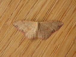 Image of Idaea