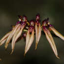 Image of Bulbophyllum picturatum (Lodd.) Rchb. fil.