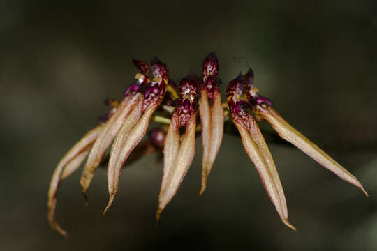 Image of Bulbophyllum picturatum (Lodd.) Rchb. fil.