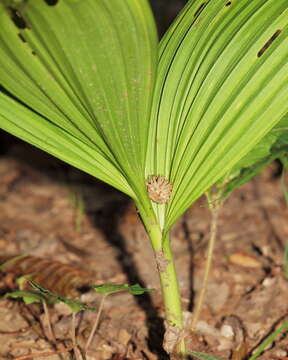 Image of black false hellebore