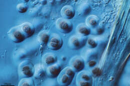 Image of Cyanophycota