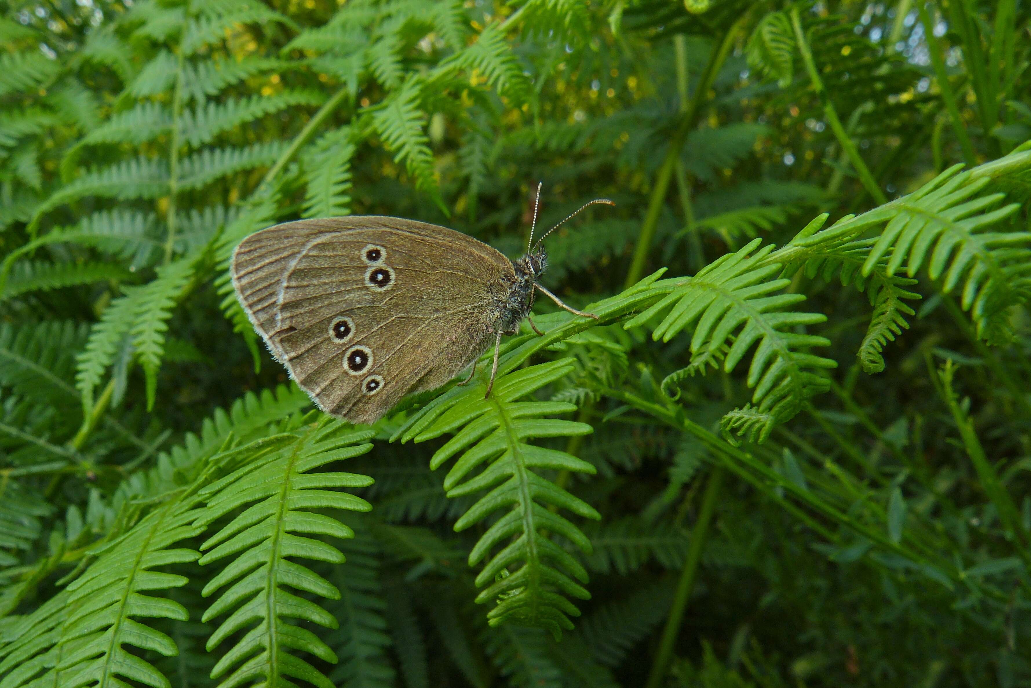 Image of Aphantopus