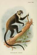 Image of Guenon