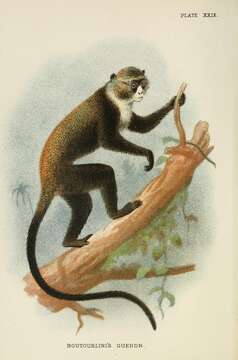 Слика од Cercopithecus mitis Wolf 1822