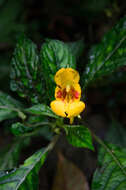 Image of Impatiens clavigera Hook. fil.