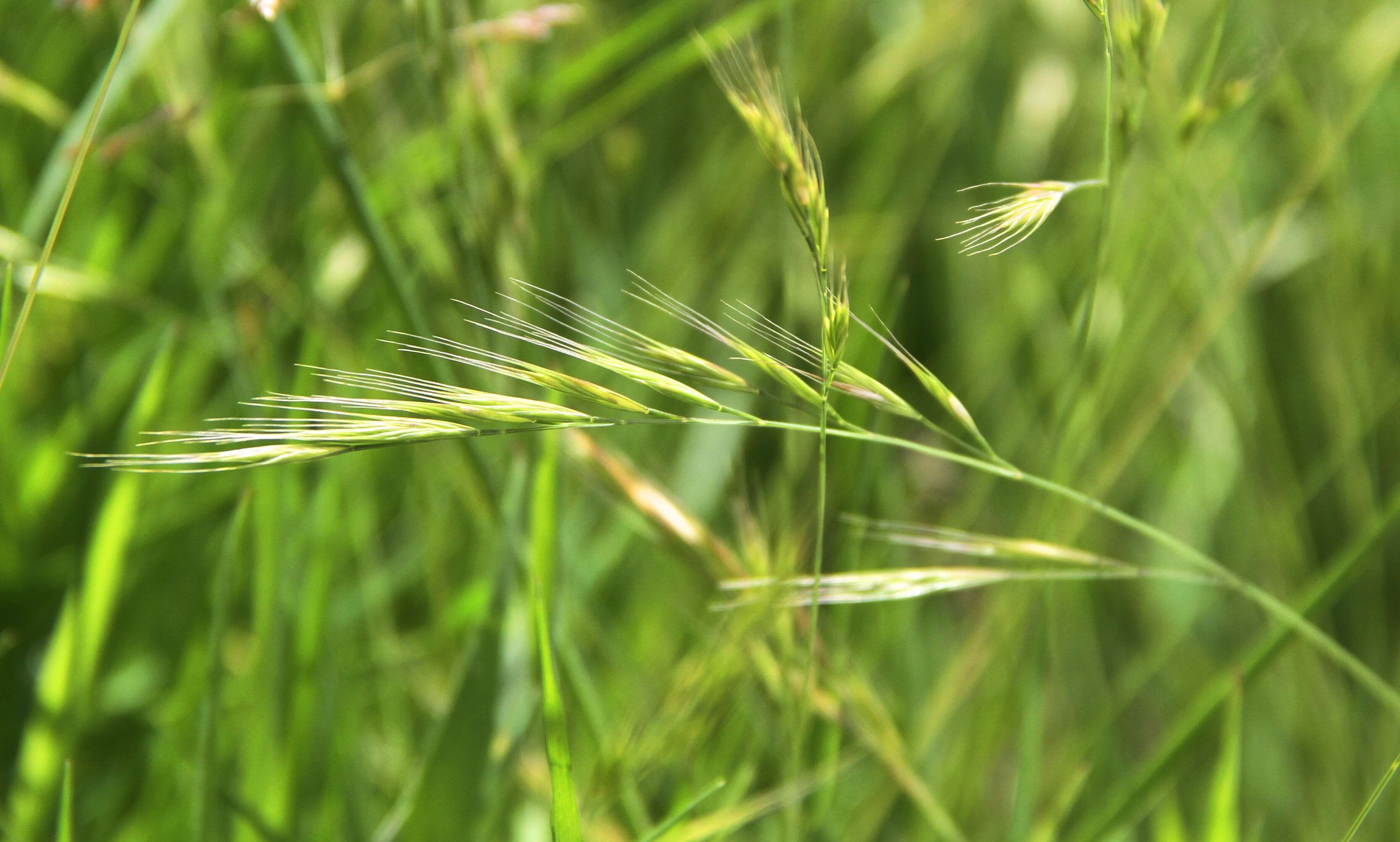 Image of fescue