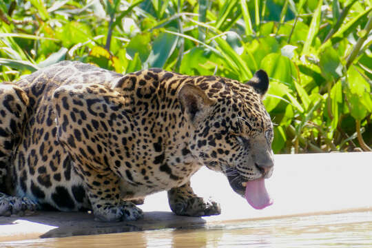 Image of Jaguar