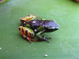 Image of Madagascan Mantella