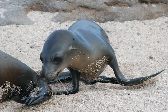 Image of Galapagos Sea Lion