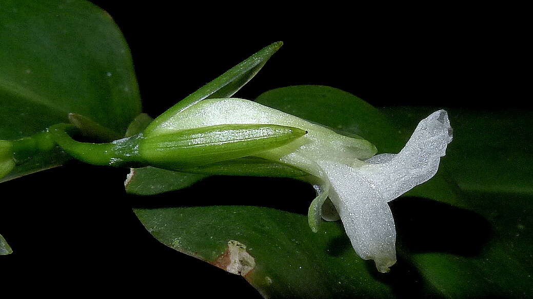 Image of Prayer Plant