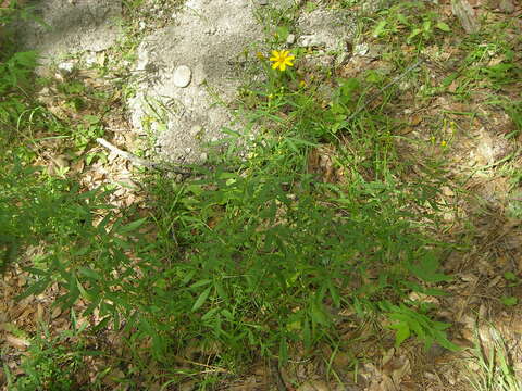 Plancia ëd Tagetes lemmonii A. Gray