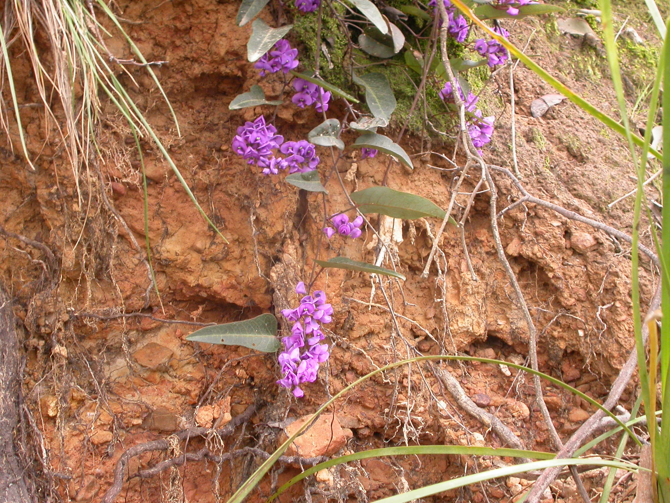 Image of coral-pea