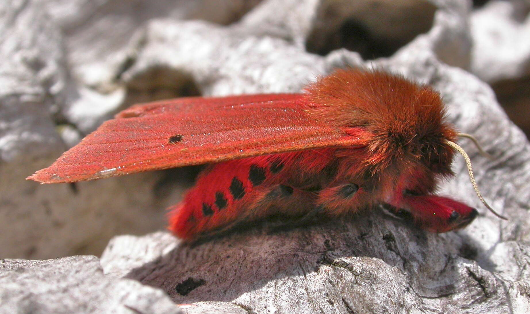 Image of Phragmatobia Stephens 1828