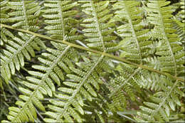 Image of brackenfern