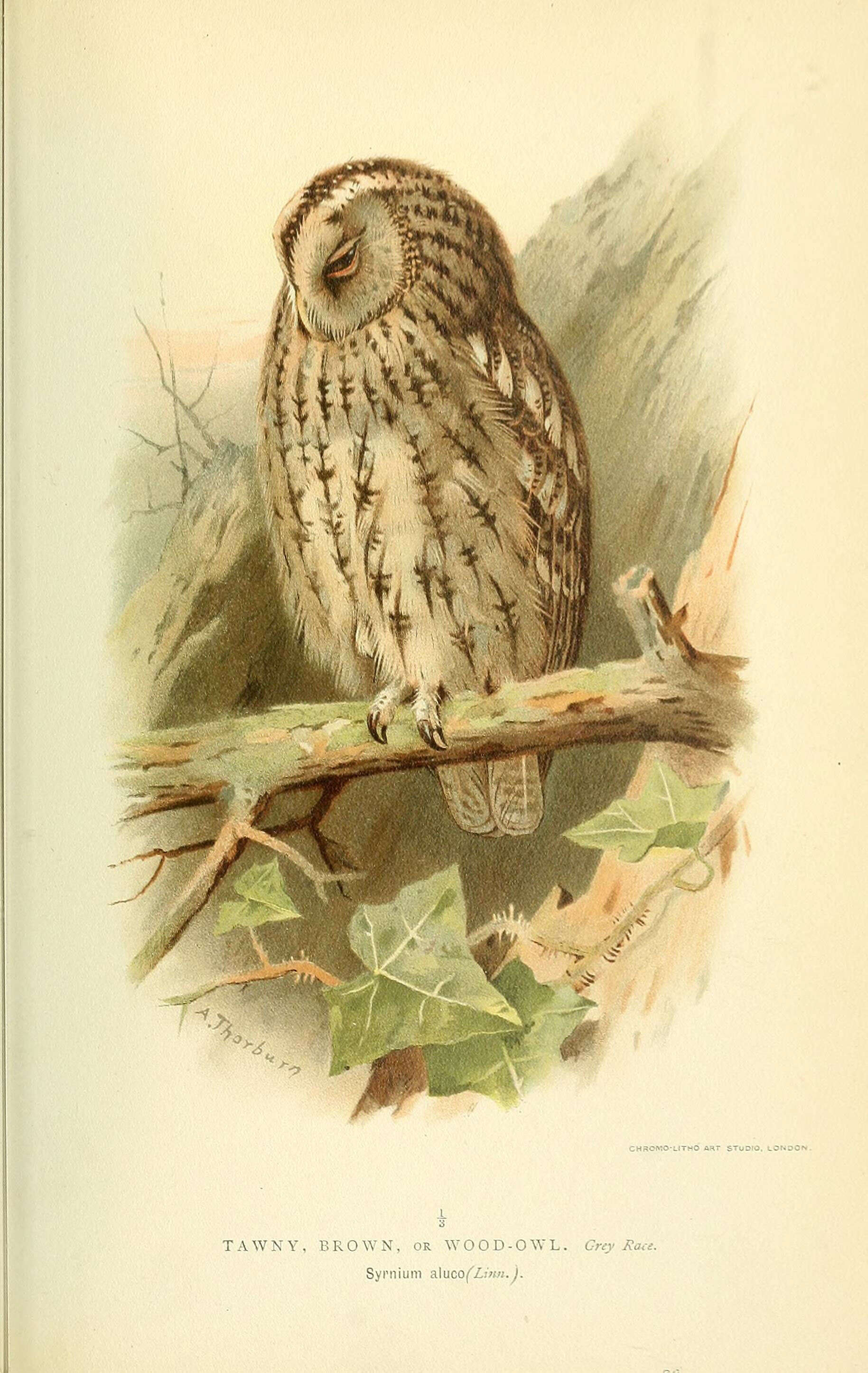 Image of Strix Linnaeus 1758