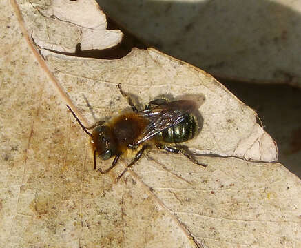 Image of Mason Bees