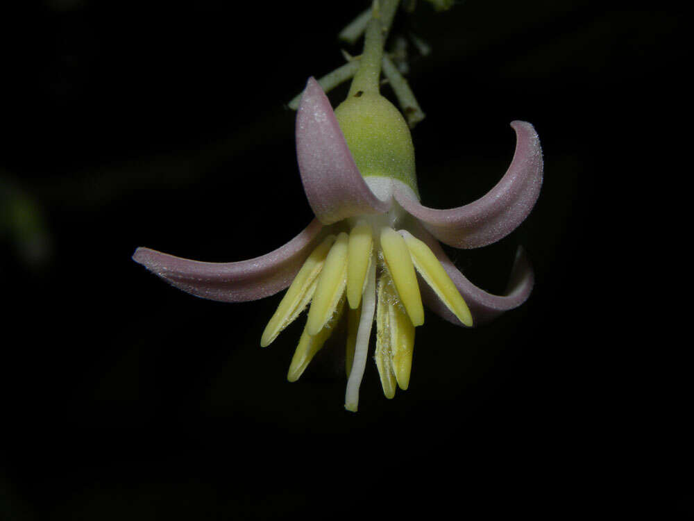 Image of Styrax glabratus Schott