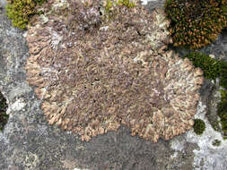 Image of fringed lichen