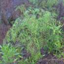 Image of southern brackenfern