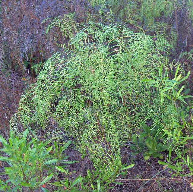 Image of brackenfern