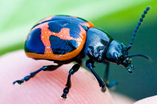 Image of Swamp Milkweed Leaf Beetle