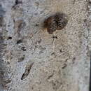 Image of Snail