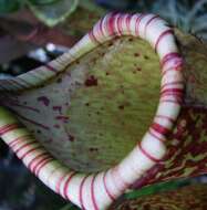 Image of Nepenthes maxima Reinw. ex Nees