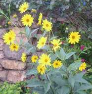 Image of Jerusalem artichoke