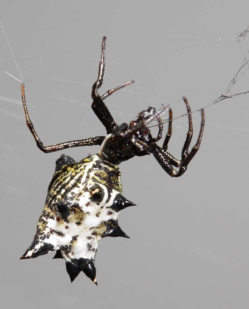 Sivun Micrathena gracilis (Walckenaer 1805) kuva