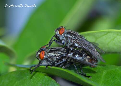 صورة Sarcophaga carnaria (Linnaeus 1758)