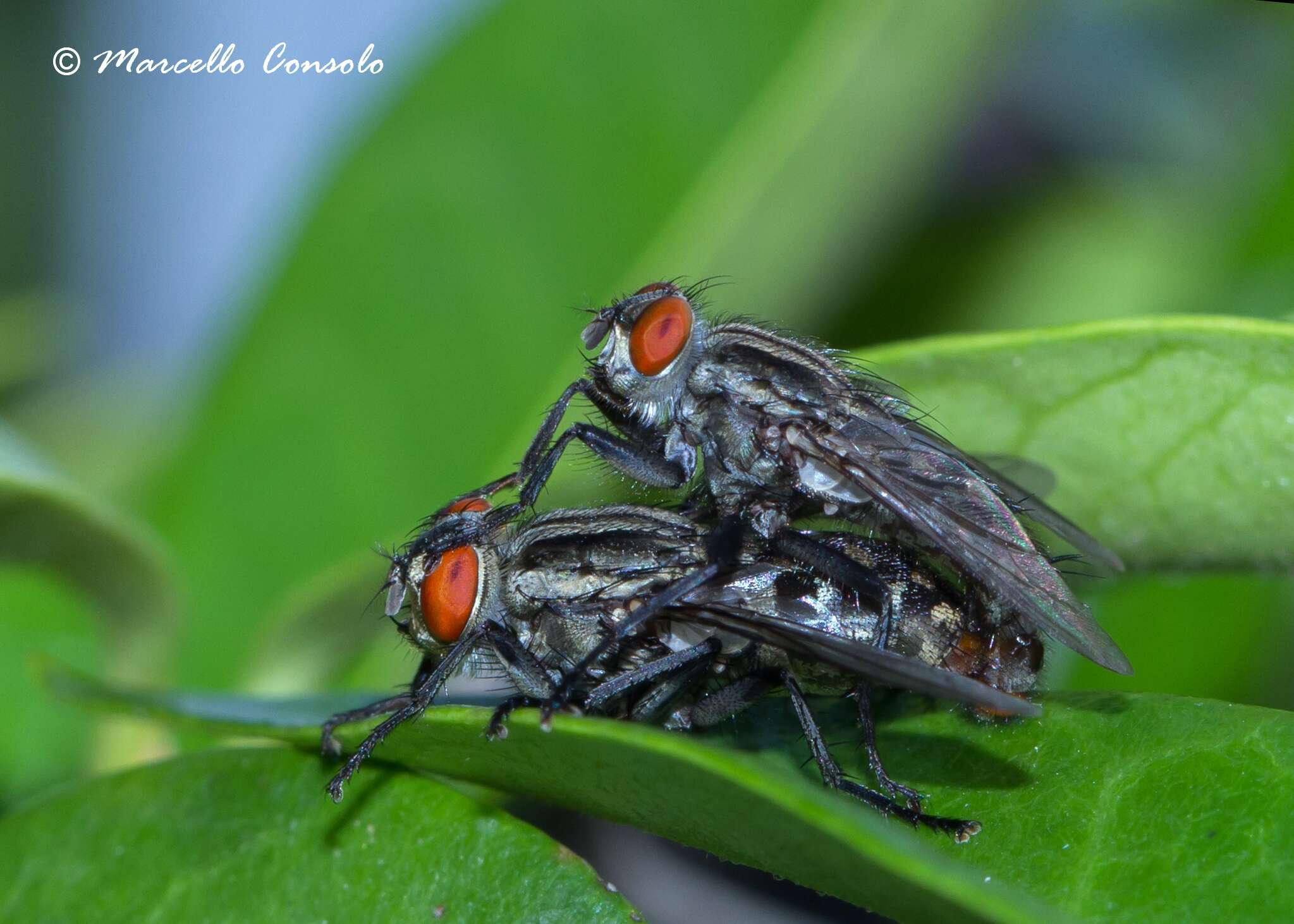 Image of flesh flies