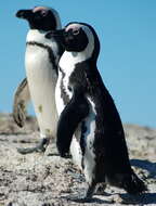 Image of African Penguin