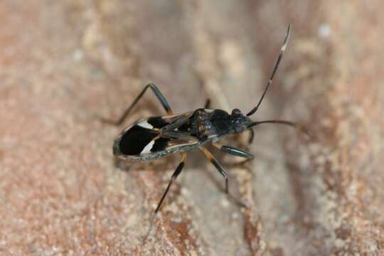 Image of Dieuches maculicollis (Walker & F. 1872)