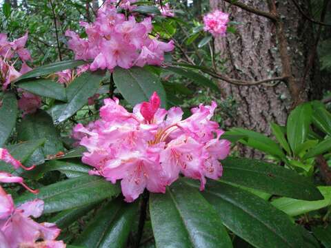 Imagem de Rhododendron macrophyllum D. Don ex G. Don