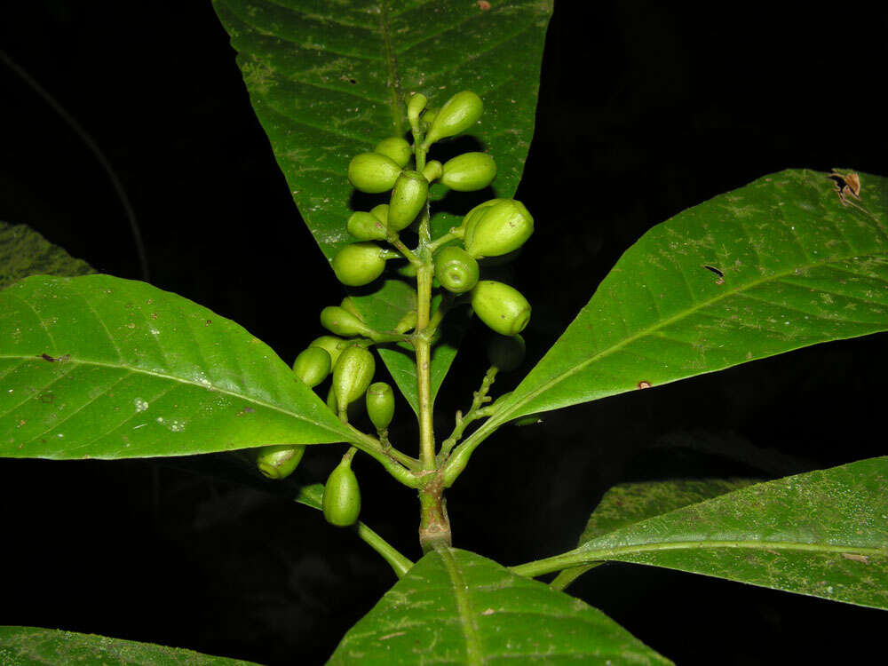 Image de Rustia occidentalis (Benth.) Hemsl.