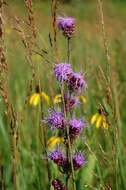 Image of blazing star