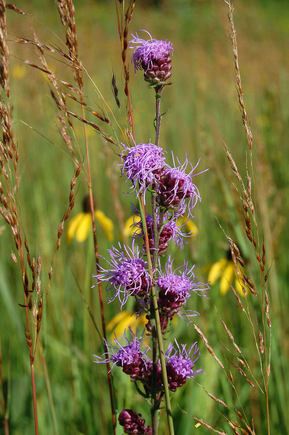 Слика од Liatris aspera Michx.