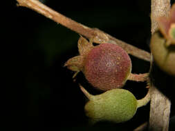 Image of Henriettea succosa (Aubl.) DC.