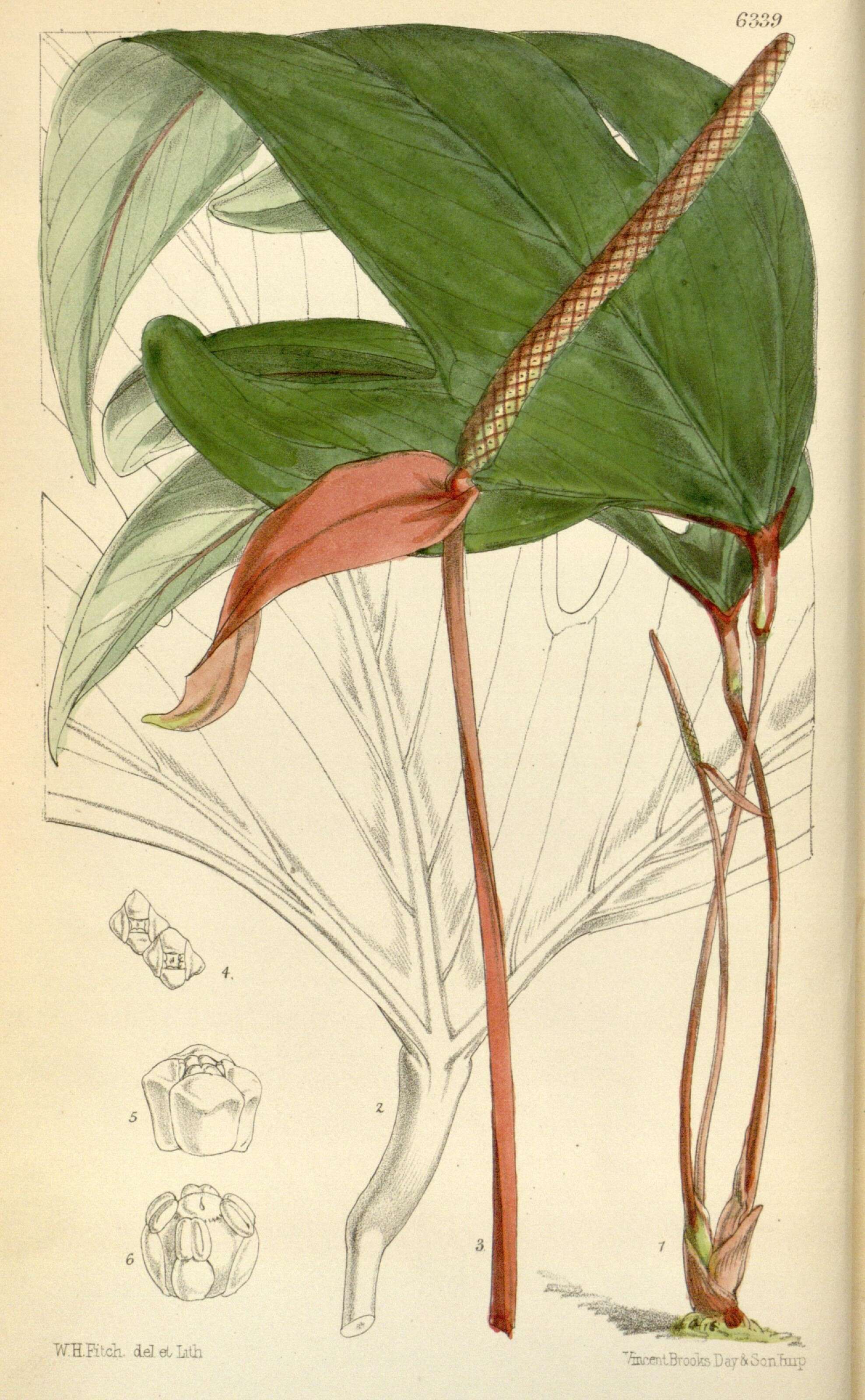 Image of Anthurium trifidum Oliv.