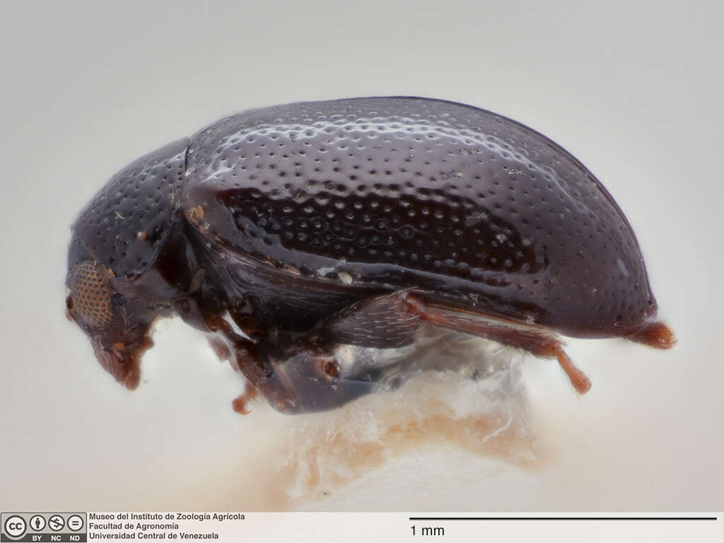 Image of <i>Gioia bechynei</i>