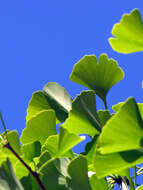 Image of Ginkgoopsida