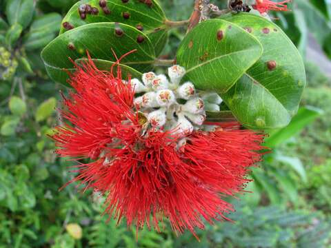 Image of lehua