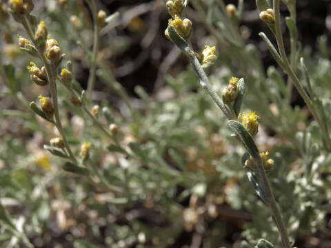 Image of timberline sagebrush