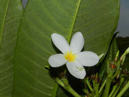 Image de Plumeria rubra L.